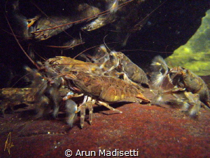 Banana shrimp in waterfall plunge pool by Arun Madisetti 